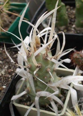 Tehprocactus articulatus v. papyracanthus - переводится<br />бумажноколючковый и я вляется таковым - колючки его не жесткие, а<br />мягкие, как бумага.