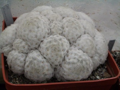 65,64 Mammillaria plumosa - имеет склонность хоть и медленно, но<br />детковаться. Цветет зимой, венком белых цветочков, что под снежный фон на улице просто<br />потрясает своей невесомостью и белизной :).