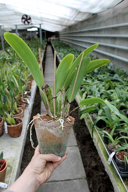 Cattleya maxima.jpg