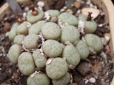 Среди конофитумов бывают такие миниатюрки, как эта дернинка<br />Conophytum calitzorpensis.