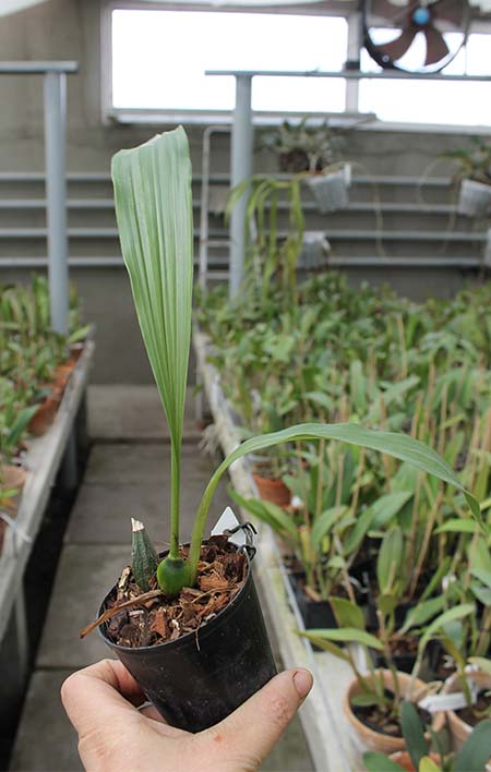 Lycaste Sunray.jpg