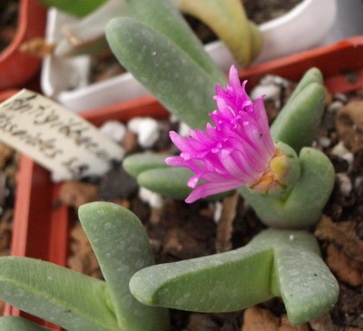 Antigibbaeum fissoides SB 609 в процессе :).