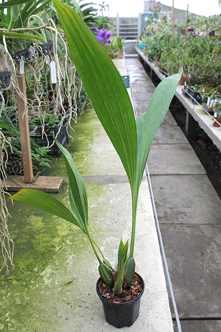 Ida fimbriata.jpg