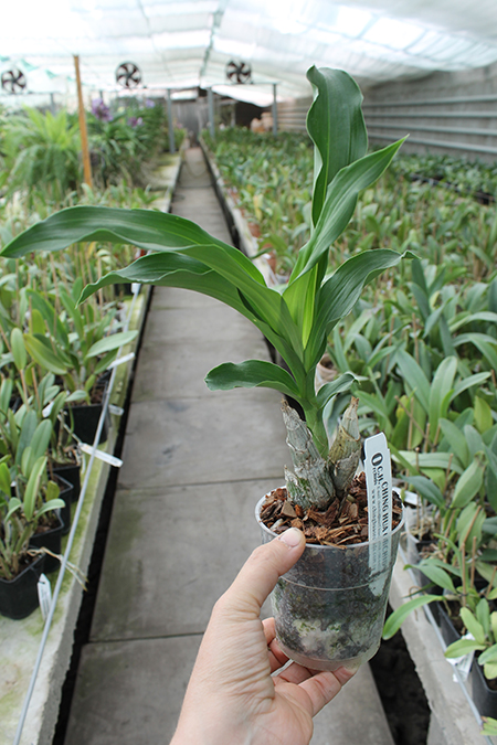Catasetum pileatum 'Oro Verde'.jpg