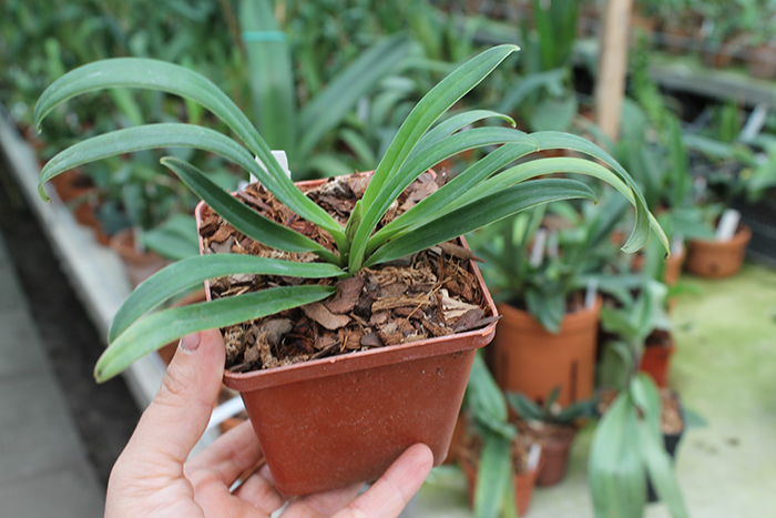 Paphiopedilum herrmannii.jpg