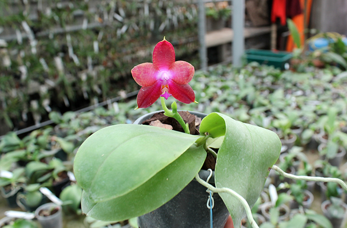 Phalaenopsis Yaphon Red Jewel x Ld's Bear King.jpg