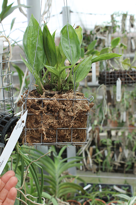 Stanhopea nigroviolacea.jpg