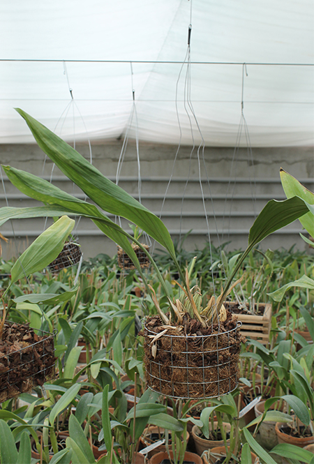 Stanhopea jenischiana.jpg