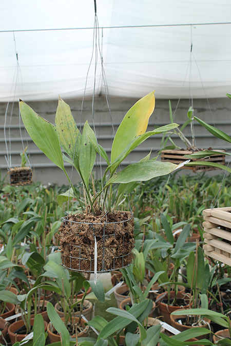 Stanhopea candida.jpg