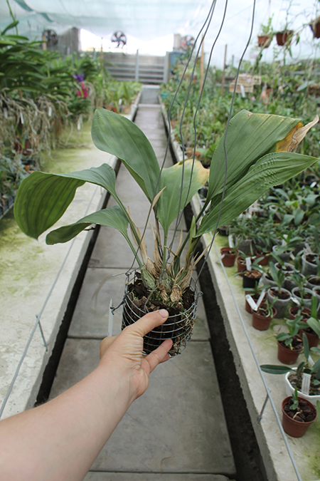 Stanhopea wardii.jpg