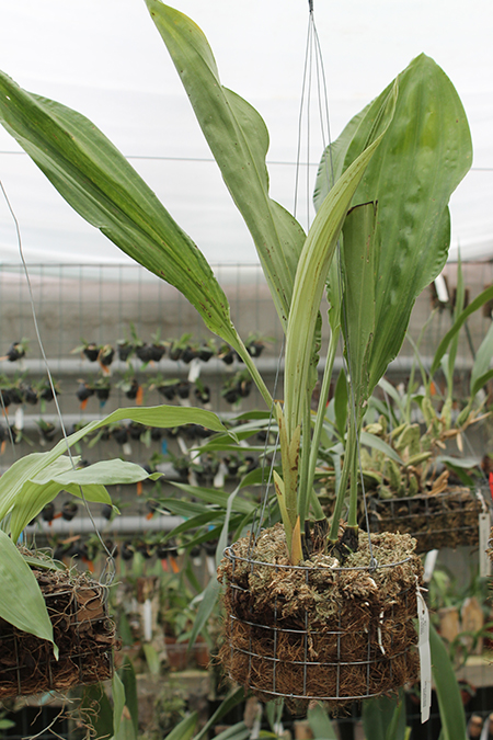 Stanhopea embreei orange.jpg
