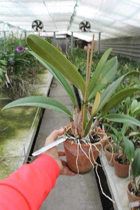 Brassolaeliocattleya Pink Empress 'Ju-Sen'.jpg