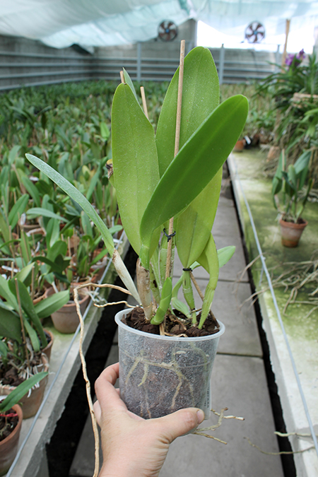 Brassolaeliocattleya George King 'Southern Cross'.jpg