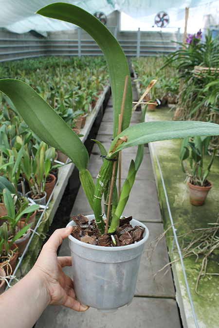Brassolaeliocattleya Young Kong 'Sun No16'.jpg