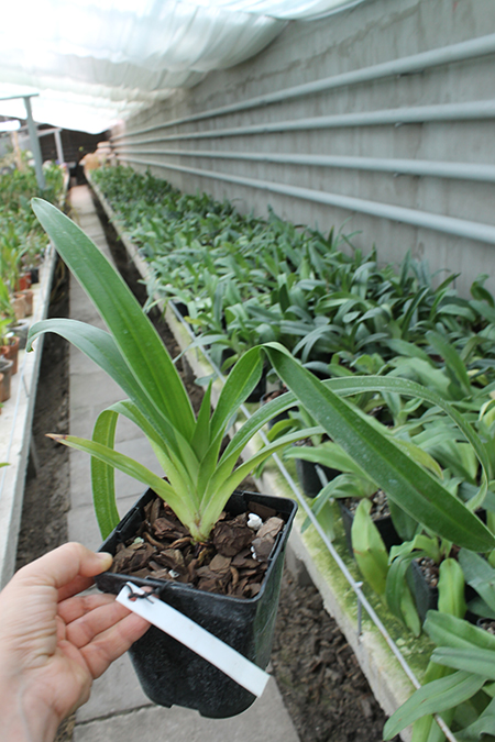 Phragmipedium kovachii x longifolium.jpg