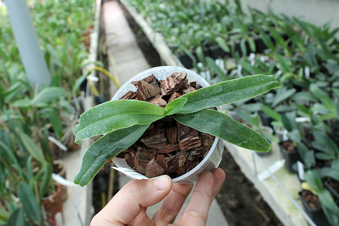 Paphiopedilum spicerianum.jpg