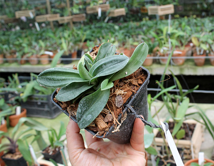 Paphiopedilum fairrieanum.jpg