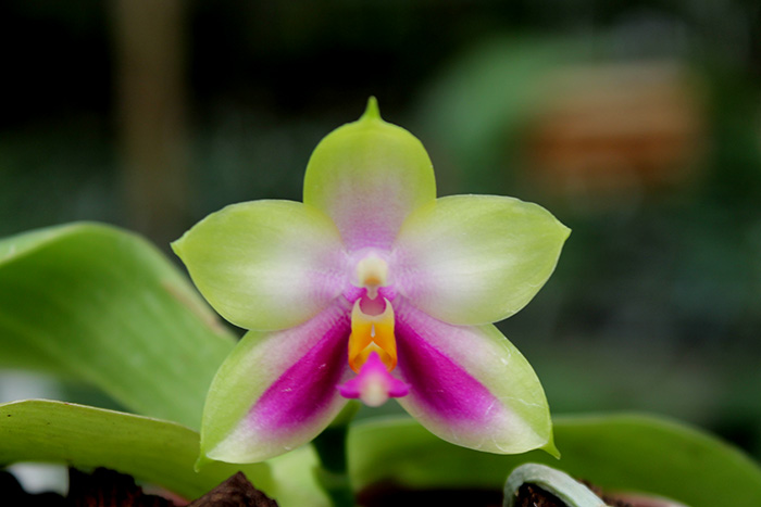 Phalaenopsis Zheng Min Muscadine x (Ld's Bear Queen x DTE).jpg