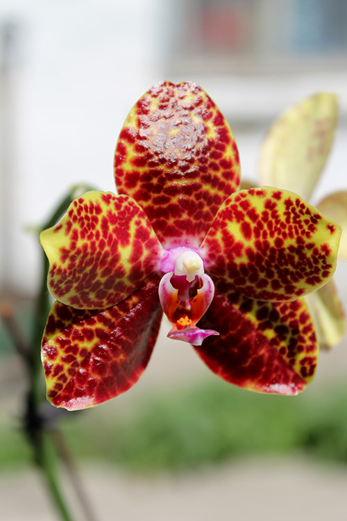 Phalaenopsis Chang Jo (Chang Jhih Rose x Jong's Gigan Cherry).jpg