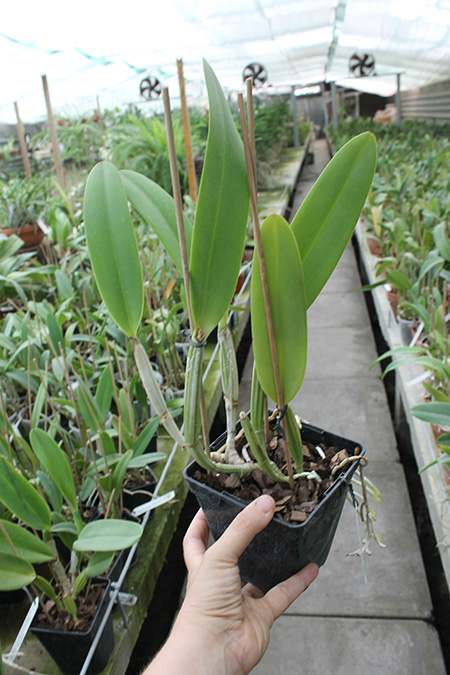 Cattleya lueddemanniana (coerulea 'Mariauxi' x tipo) x lueddemanniana coerulea 'Tania'.jpg