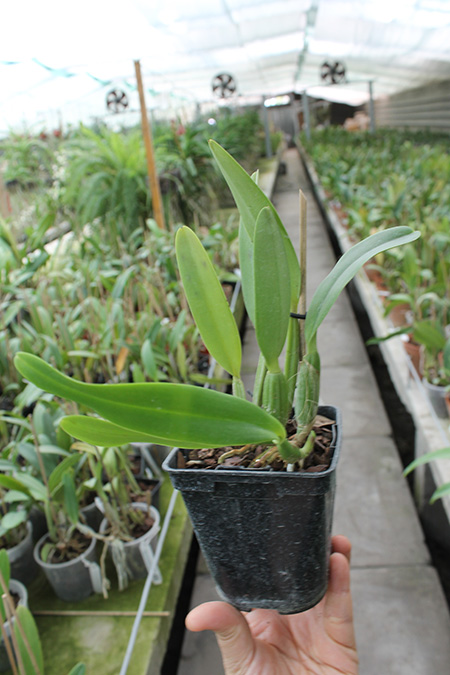 Cattleya lueddemanniana concolor (clara) x self.jpg