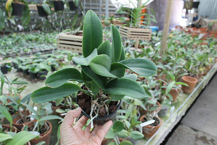 Brassolaeliocattleya Nell Hammer.jpg