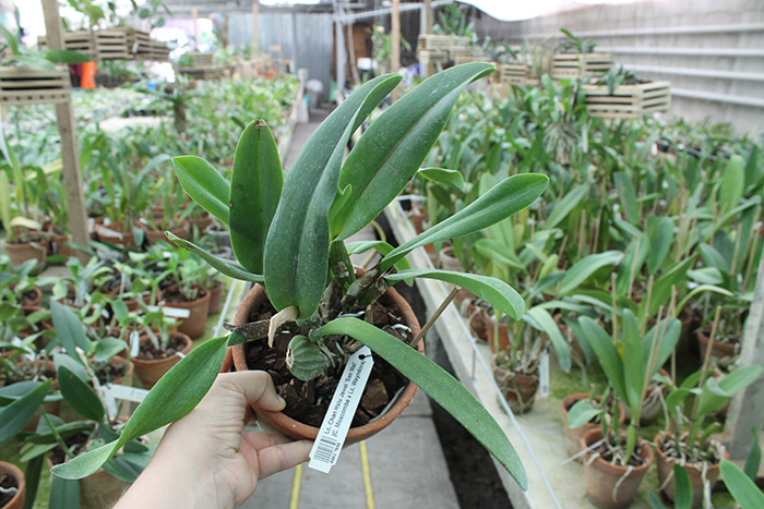 Laeliocattleya Chan Hsiu Jewel 'San Mei'.jpg