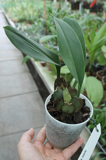 Trichopilia suavis.jpg