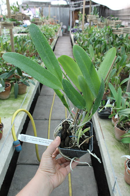 Laelia purpurata rubra flamea 'Osorio' x Cattleya leopoldii 'Marrom Glace'.jpg