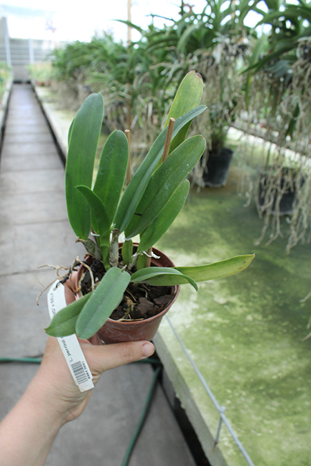 Laelia perrinii concolor 'HG' x SELF.jpg