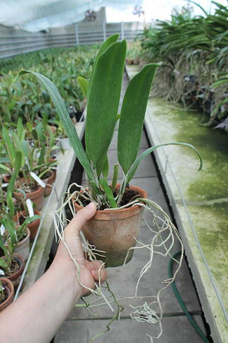 Cattleya quadricolor alba x Cattleya quadricolor suavissima.jpg