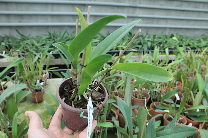 Brassolaeliocattleya Rugeley's Mill 'Mendenhall'.jpg