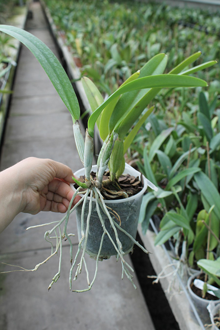Cattleya trianae tipo 'Fine Variety' (98-8) x Cattleya trianae 'India' (10-8).jpg