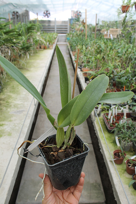 Cattleya labiata coerulea 'Bastiao' x Cattleya labiata coerulea 'Lourival'.jpg