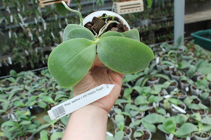 Phalaenopsis bellina x KS Happy Eagle.jpg