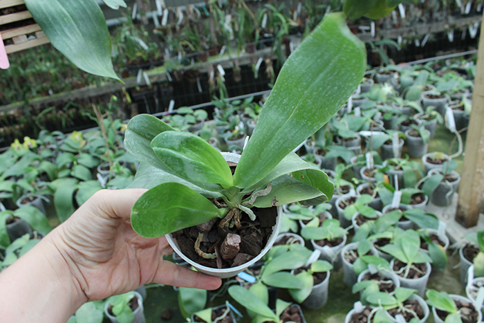 Phalaenopsis violacea alba 'Wanchiao Jungle White'.jpg