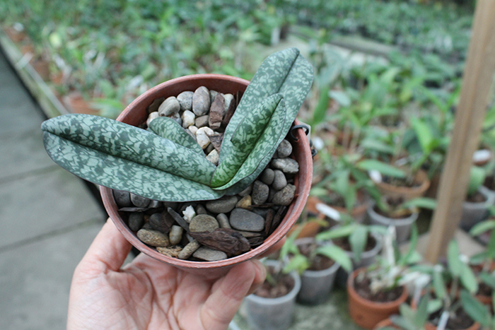 Paphiopedilum niveum (1508).jpg