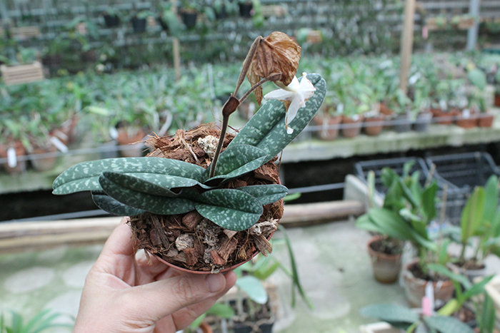 Paphiopedilum niveum.jpg