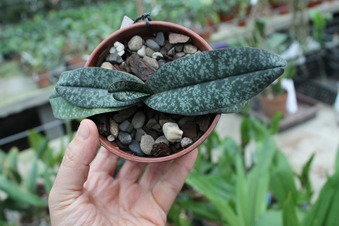 Paphiopedilum niveum (1508).jpg