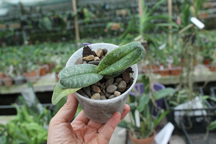 Paphiopedilum concolor.jpg