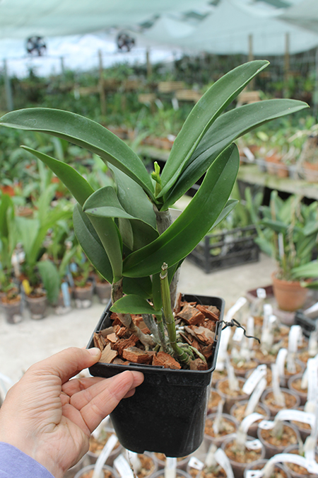 Epicattleya Siam Jade 'Avo'.jpg