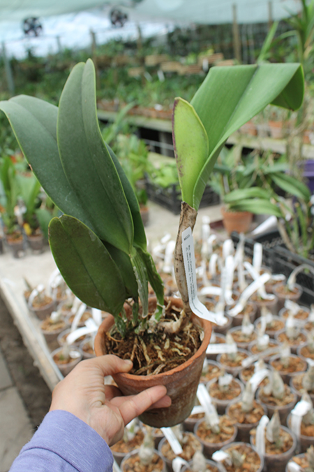 Brassolaeliocattleya Pamela Finney 'All Victory'.jpg