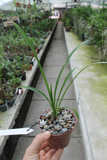 Via Avanti 'Harlequin'.jpg