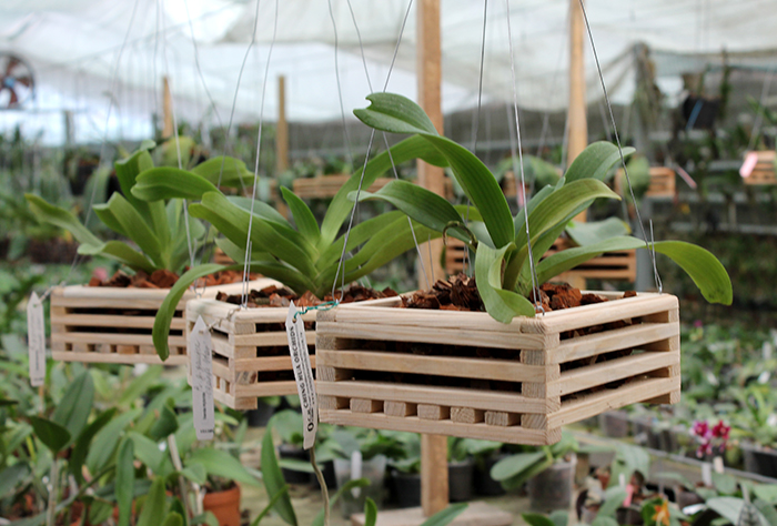 Rhynchostylis gigantea 'Orange Star'.jpg