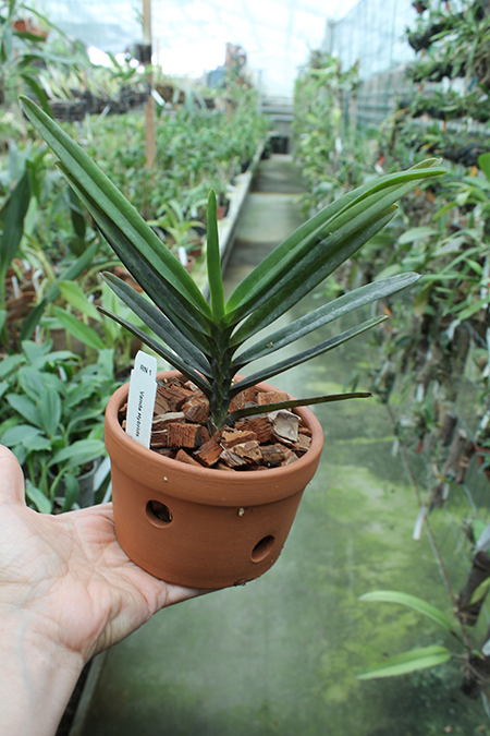 Renantanda Sunrise.jpg