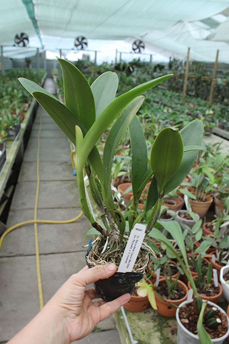 Laeliocattleya Sierra Skies 'Leone'.jpg