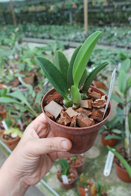 Laelia sincorana coerulea.jpg