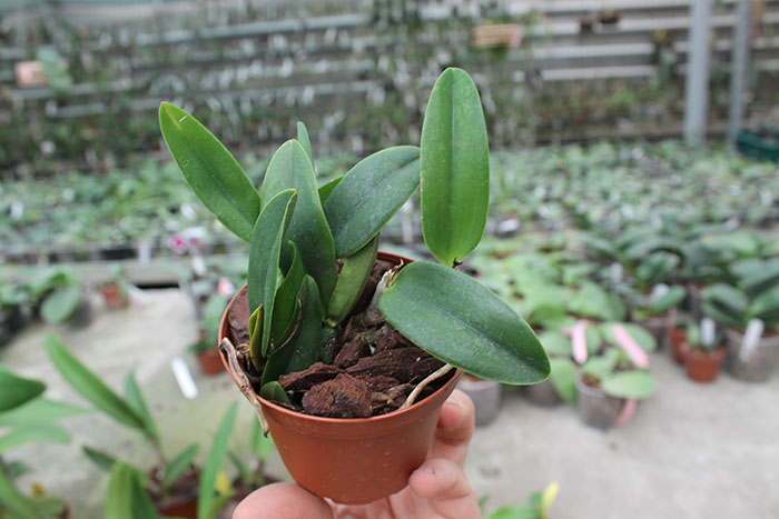 Laelia alaori oculata.jpg