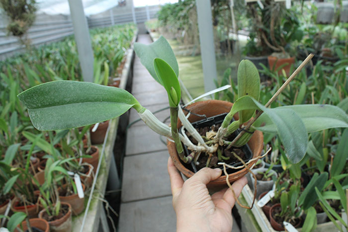Brassocattleya Cynthia (Brassavola digbyana x Cattleya walkeriana).jpg