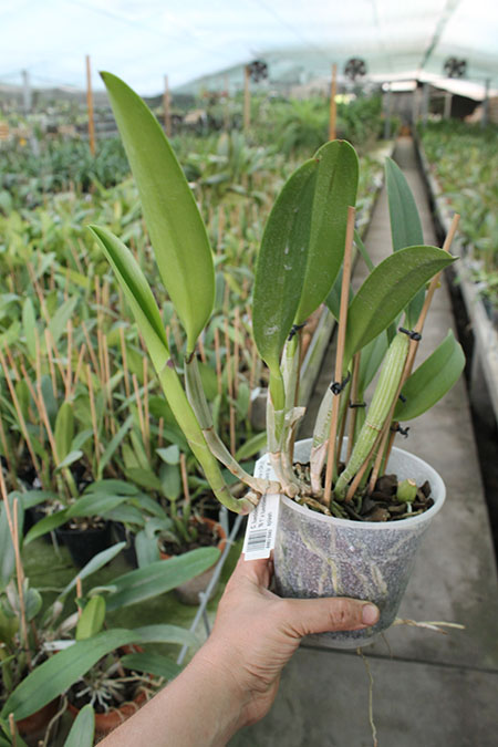 Cattleya lueddemanniana (Morena x OK-2) 'N 1' x lueddemanniana dark lip splash.jpg